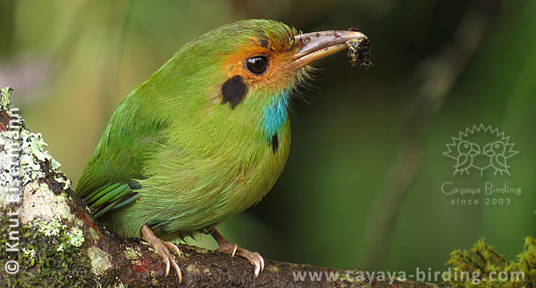 Blue-throated Motmot