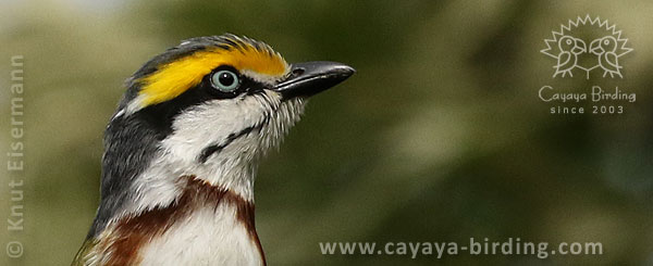 Chestnut-sided Shrike-Vireo