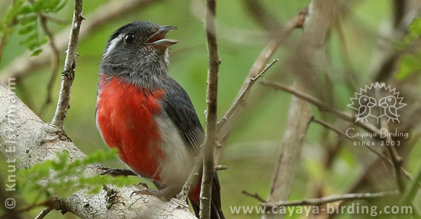 Gray-throated Chat