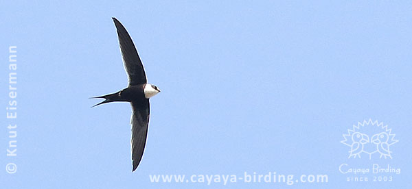 Great Swallow-tailed Swift