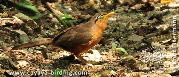 Lesser Ground-Cuckoo