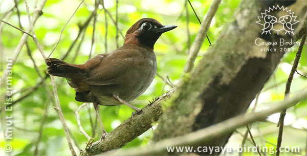 Mayan Antthrush