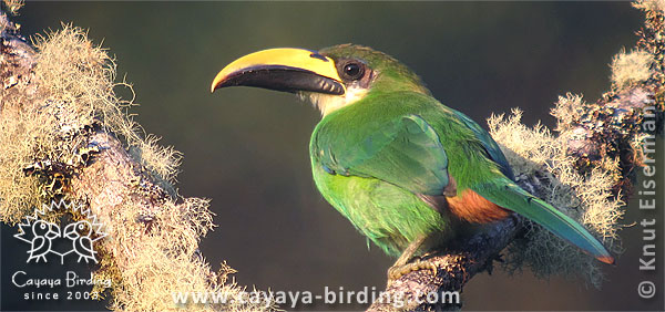 Northern Emerald-Toucanet