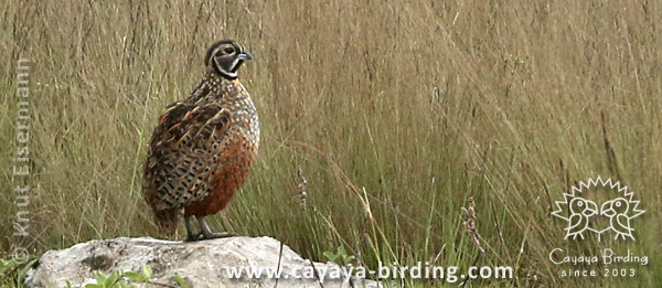 Ocellated Quail