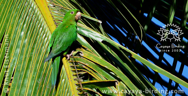 Pacific Parakeet