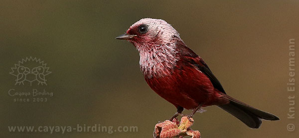 Pink-headed Warbler