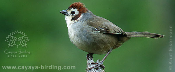 Prevost's Ground Sparrow