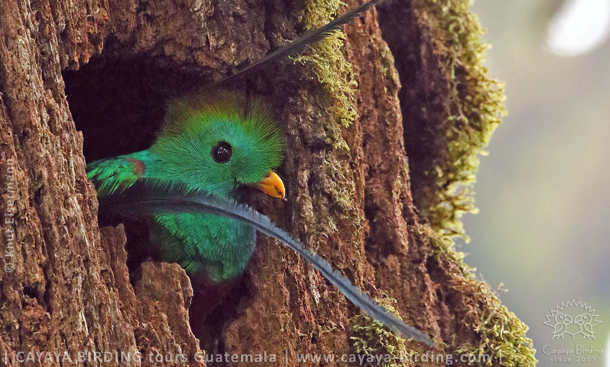 Male Resplendent Quetzal (Pharomachrus mocinno)