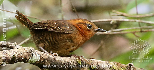 Rufous-browed Wren