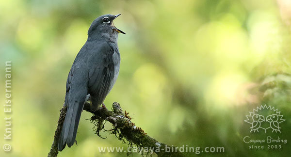 Slate-colored Solitaire