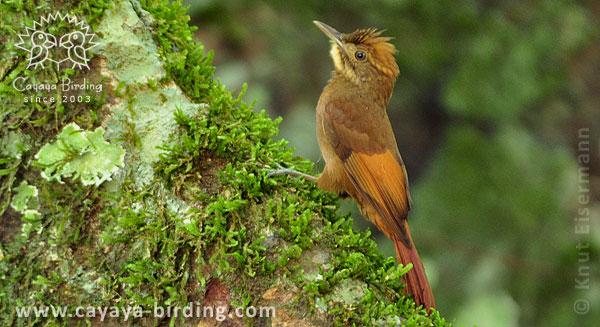 Tawny-winged Woodcreeper