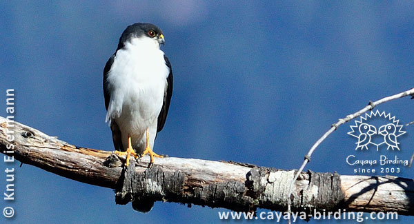 White-breasted Hawk