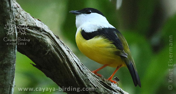 White-collared Manakin