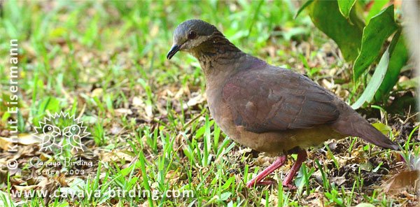 White-faced Quail-Dove