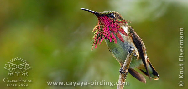 Wine-throated Hummingbird