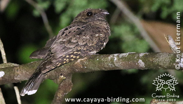 Yucatan Poorwill