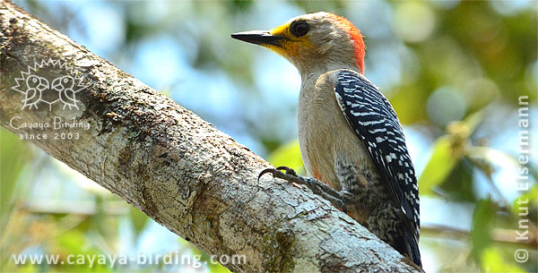 Yucatan Woodpecker