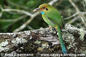 Blue-throated Motmot