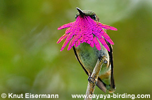 Wine-throated Hummingbird