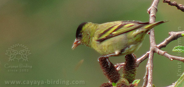 Black-capped Siskin