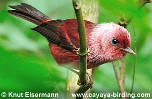 Pink-headed Warbler