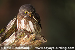 Guatemalan Pygmy-Owl