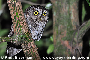 Bearded Screech-Owl