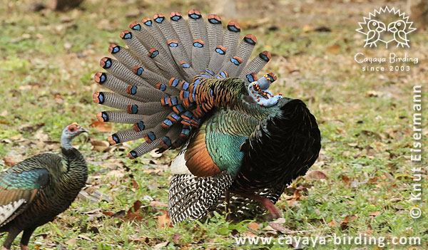 Ocellated Turkey