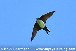 Black-capped Swallow