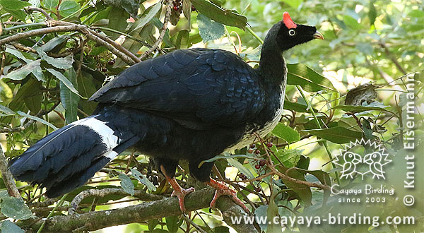 Horned Guan