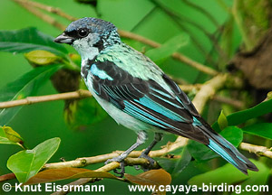 Azure-rumped Tanager