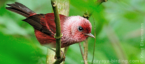 Pink-headed Warbler