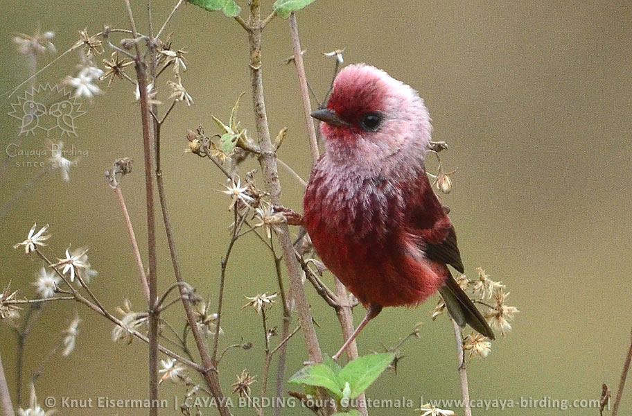 Pink-headed Warbler, Highland Endemics Tour in Guatemala with CAYAYA BIRDING