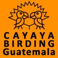 (c) Cayaya-birding.com
