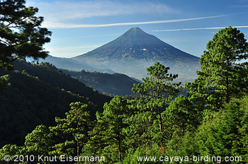 Pine forest in Finca Filadelfia