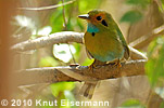 Blue-throated Motmot