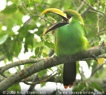 Emerald Toucanet