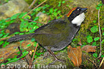 Chestnut-capped Brushfinch