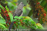 Gray Silky-flycatchers