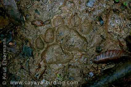 Footprint of Jaguar Panthera onca