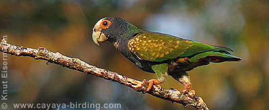 White-crowned Parrot