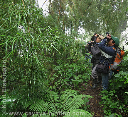 independent traveling birder