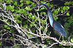 Agami Heron