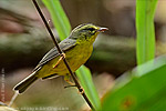 Golden-crowned Warbler