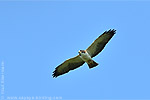 Short-tailed Hawk