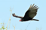 Turkey Vulture