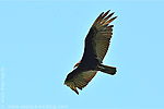 Lesser Yellow-headed Vulture