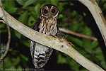 Mottled Owl