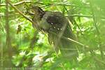 Pheasant Cuckoo