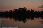 Forest of Laguna del Tigre National Park